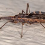 Chagas – căn bệnh ít người biết nhưng không thể xem nhẹ