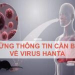 Thông tin cần biết về vi rút Hanta: Không chủ quan, không hoang mang